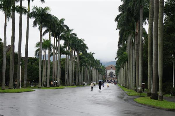 椰林大道與台大圖書館