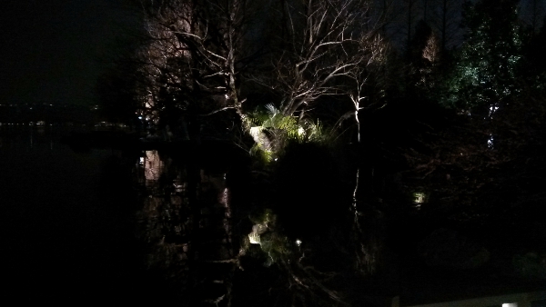 杭州西湖夜景：水上枯枝