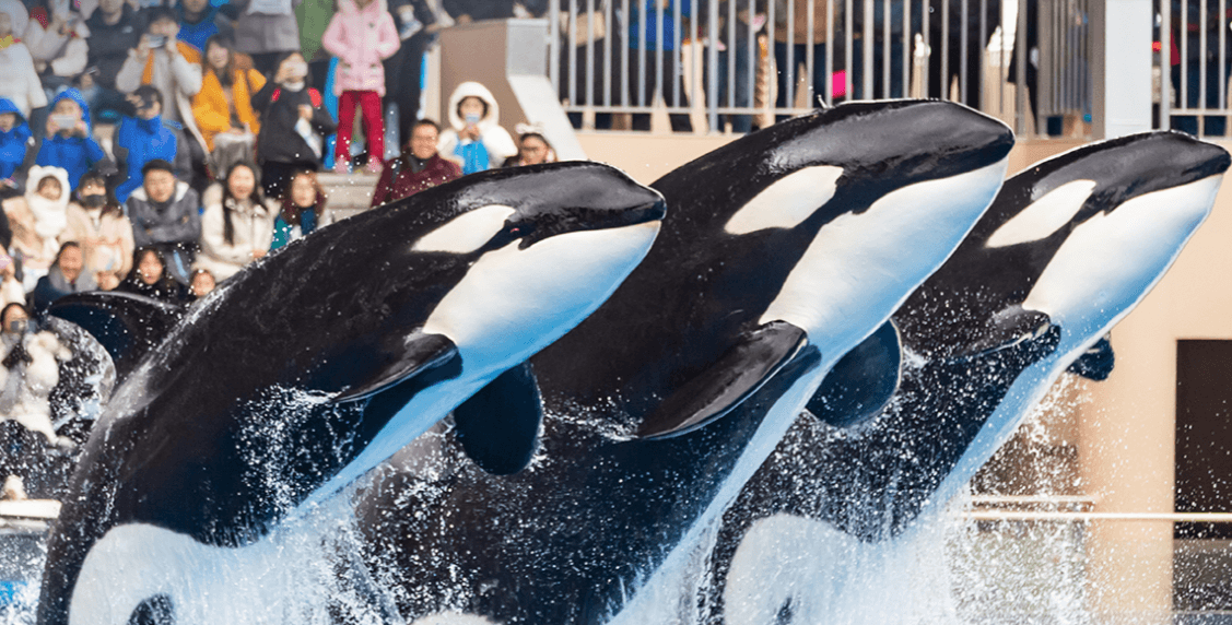 【上海海昌海洋公園3】虎鯨海豚企鵝、北極熊、海象海獅海豹海牛 21